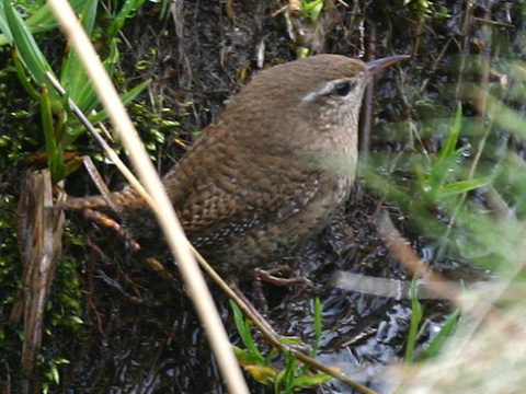 orie�ok hned� / orie�ok oby�ajn�
 (Troglodytes troglodytes
)