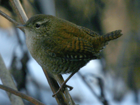 orie�ok hned� / orie�ok oby�ajn�
 (Troglodytes troglodytes
)