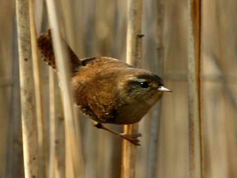 orie�ok hned� / orie�ok oby�ajn�
 (Troglodytes troglodytes
)