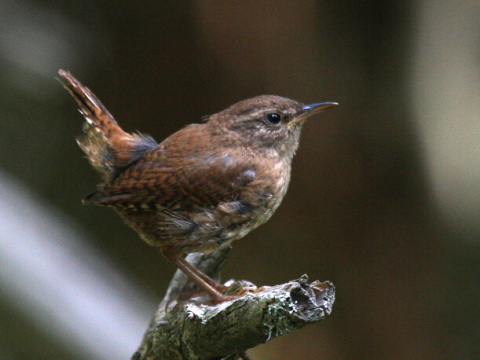 orie�ok hned� / orie�ok oby�ajn�
 (Troglodytes troglodytes
)