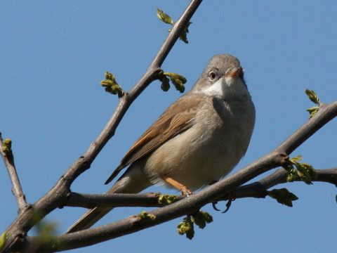 penica hnedokr�dla / penica oby�ajn�
 (Sylvia communis
)