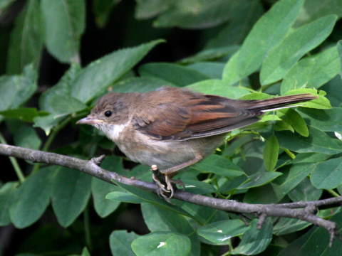 penica hnedokr�dla / penica oby�ajn�
 (Sylvia communis
)