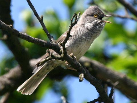 penica jarab�
 (Sylvia nisoria
)