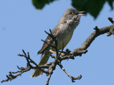 penica jarab�
 (Sylvia nisoria
)
