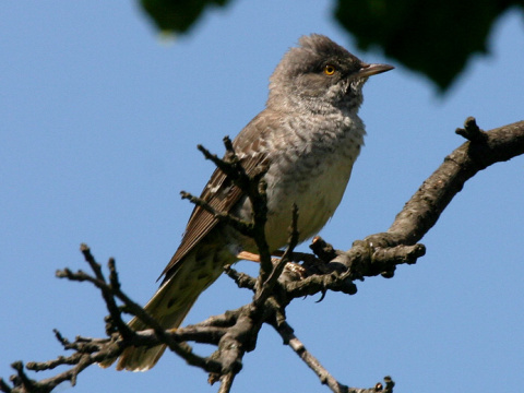 penica jarab�
 (Sylvia nisoria
)