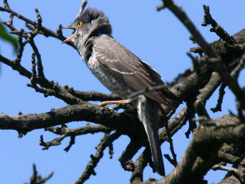 penica jarab�
 (Sylvia nisoria
)