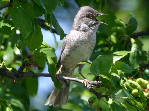 penica jarab�
 (Sylvia nisoria
)