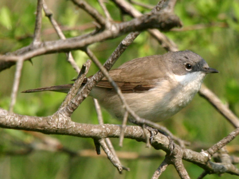 penica popolav�
 (Sylvia curruca
)