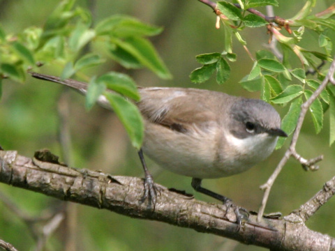 penica popolav�
 (Sylvia curruca
)