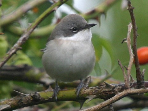 penica popolav�
 (Sylvia curruca
)