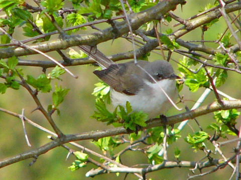penica popolav�
 (Sylvia curruca
)