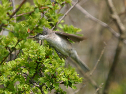penica popolav�
 (Sylvia curruca
)
