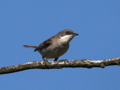 penica popolav�
 (Sylvia curruca
)