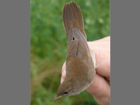 svr�iak sl�vikovit�
 (Locustella luscinioides
)