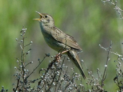 svr�iak zelenkav�
 (Locustella naevia
)