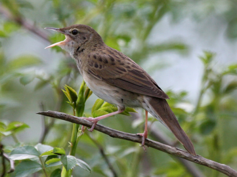 svr�iak zelenkav�
 (Locustella naevia
)