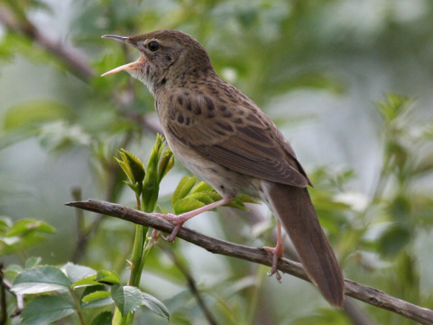 svr�iak zelenkav�
 (Locustella naevia
)