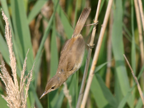 trsteniarik bahenn�
 (Acrocephalus scirpaceus
)