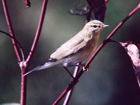 kolibk�rik �ip�av�
 (Phylloscopus collybita
)
