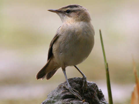 trsteniarik p�sikov�
 (Acrocephalus schoenobaenus
)
