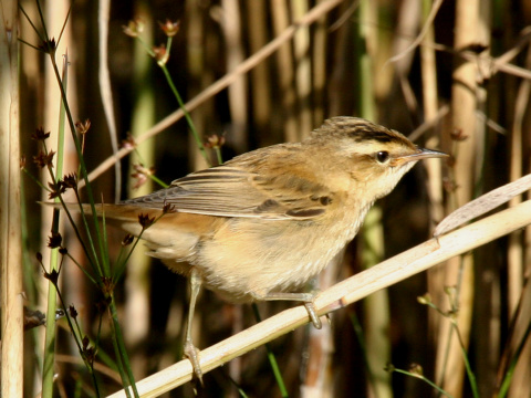 trsteniarik p�sikov�
 (Acrocephalus schoenobaenus
)