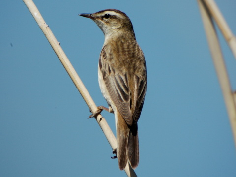 trsteniarik p�sikov�
 (Acrocephalus schoenobaenus
)