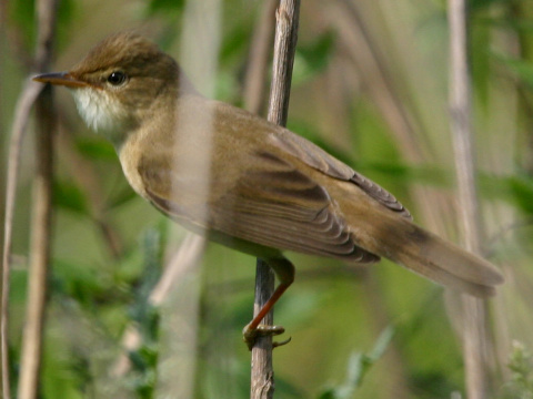 trsteniarik spevav� / trsteniarik oby�ajn� 
 (Acrocephalus palustris
)