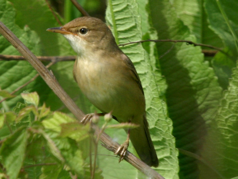 trsteniarik spevav� / trsteniarik oby�ajn� 
 (Acrocephalus palustris
)