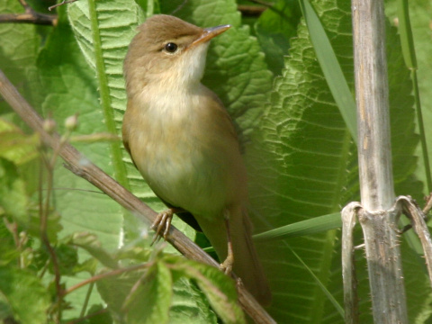 trsteniarik spevav� / trsteniarik oby�ajn� 
 (Acrocephalus palustris
)