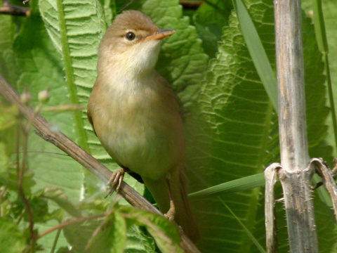 trsteniarik spevav� / trsteniarik oby�ajn� 
 (Acrocephalus palustris
)
