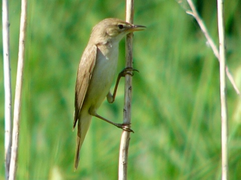 trsteniarik spevav� / trsteniarik oby�ajn� 
 (Acrocephalus palustris
)