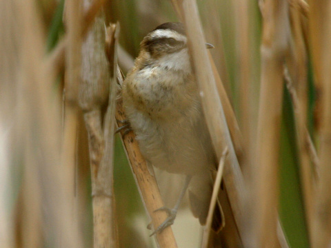 trsteniarik tamary�kov�
 (Acrocephalus melanopogon
)
