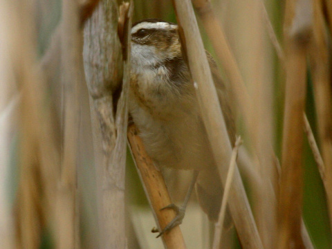 trsteniarik tamary�kov�
 (Acrocephalus melanopogon
)