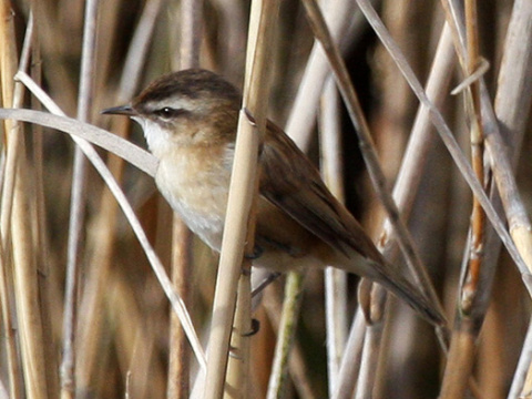 trsteniarik tamary�kov�
 (Acrocephalus melanopogon
)