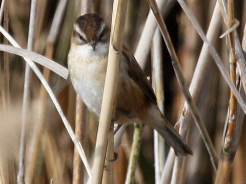trsteniarik tamary�kov�
 (Acrocephalus melanopogon
)