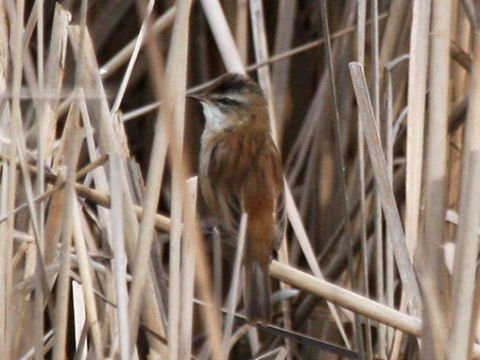 trsteniarik tamary�kov�
 (Acrocephalus melanopogon
)