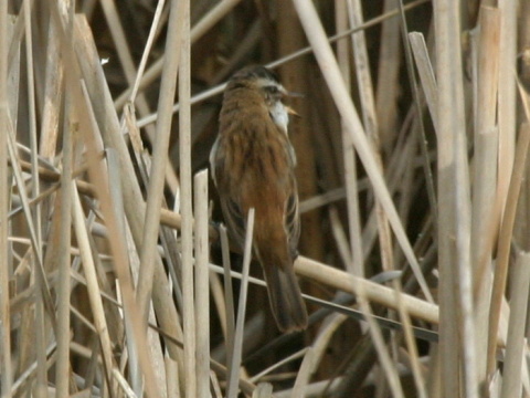 trsteniarik tamary�kov�
 (Acrocephalus melanopogon
)