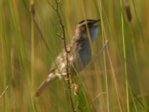trsteniarik vodn�
 (Acrocephalus paludicola
)