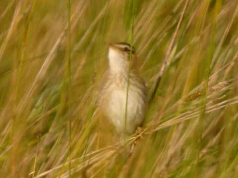 trsteniarik vodn�
 (Acrocephalus paludicola
)