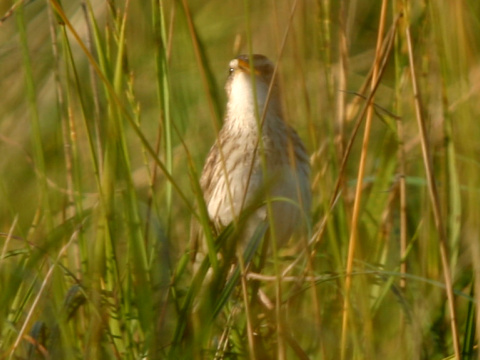 trsteniarik vodn�
 (Acrocephalus paludicola
)