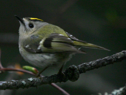 kr�li�ek zlatohlav�
 (Regulus regulus
)