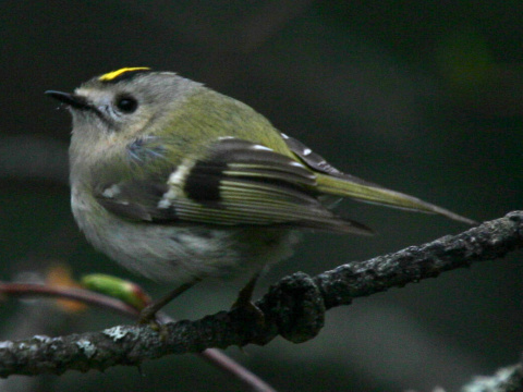 kr�li�ek zlatohlav�
 (Regulus regulus
)