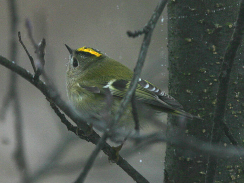 kr�li�ek zlatohlav�
 (Regulus regulus
)