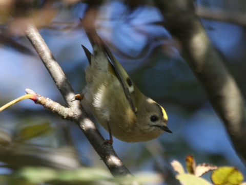 kr�li�ek zlatohlav�
 (Regulus regulus
)