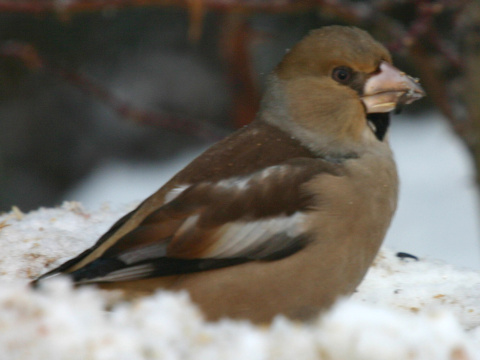 glezg hrubozob� / glezg oby�ajn�
 (Coccothraustes coccothraustes
)