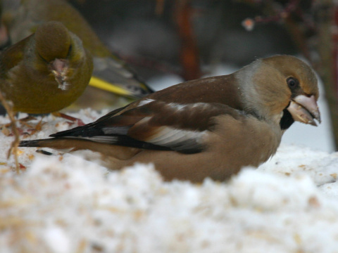 glezg hrubozob� / glezg oby�ajn�
 (Coccothraustes coccothraustes
)