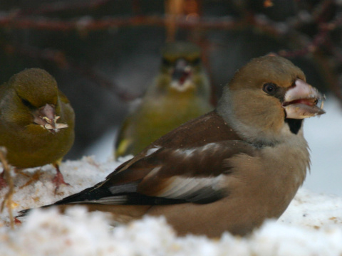 glezg hrubozob� / glezg oby�ajn�
 (Coccothraustes coccothraustes
)