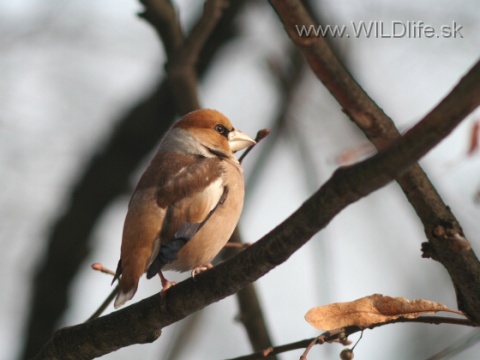 glezg hrubozob� / glezg oby�ajn�
 (Coccothraustes coccothraustes
)