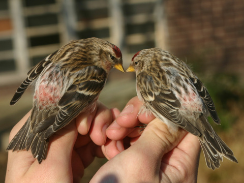 stehl�k �e�etav� / stehl�k �e�etka 
 (Carduelis flammea
)