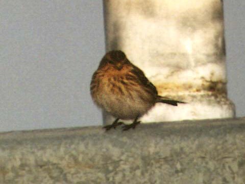 stehl�k horsk�
 (Carduelis flavirostris
)